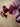 Pull Sharomy Wine
