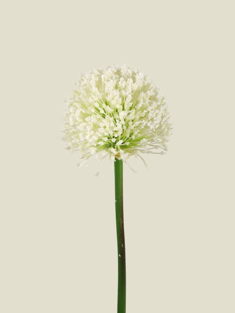 Allium Single Stem Cream 62 cm