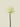 Allium Single Stem Cream 62 cm