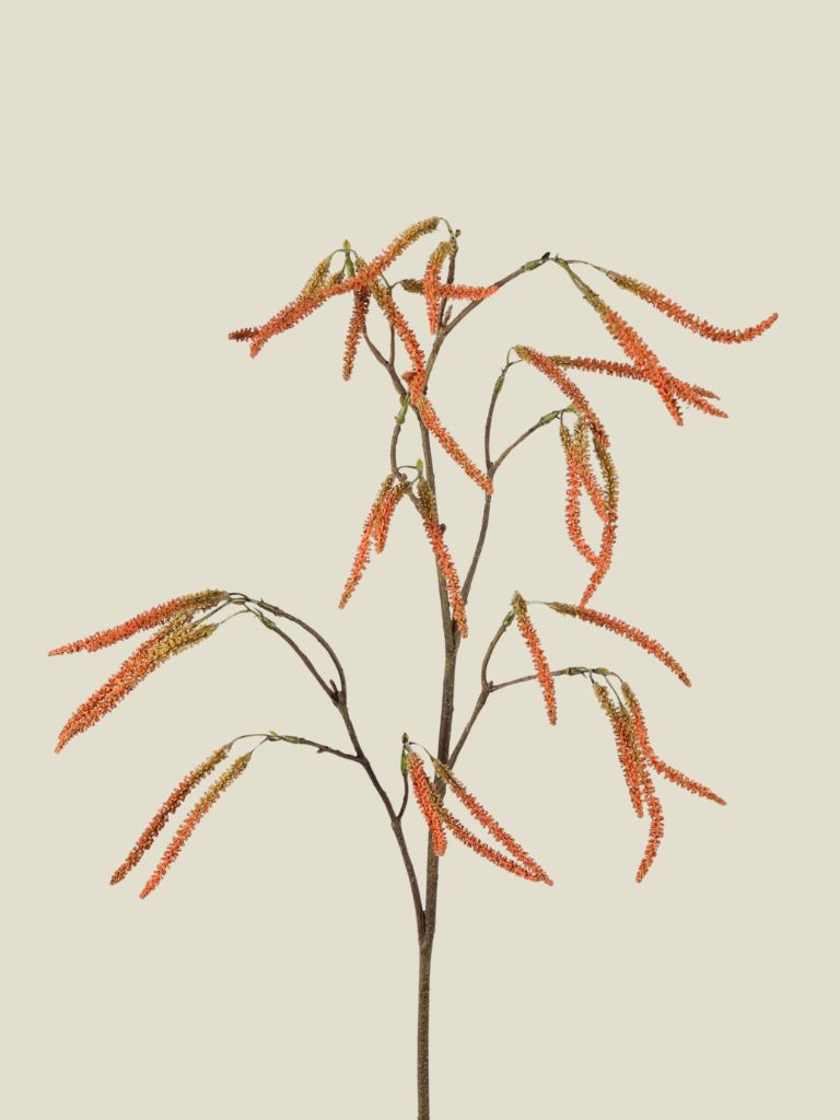 Amaranthus Spray 76cm