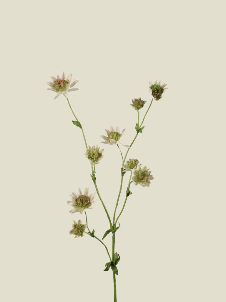 Astrantia Spray 7 Flowers 73cm