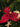 Ornament Beaded Crimson Luxe Bow