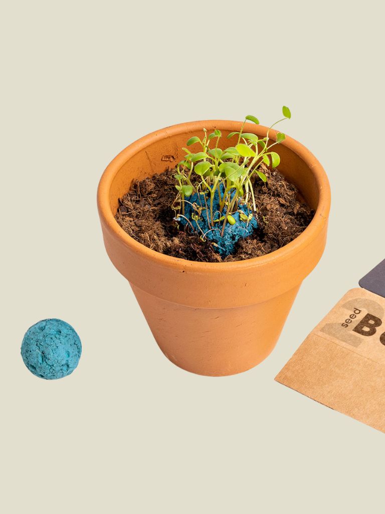 Biodiversity Bombs Atlantic Garden