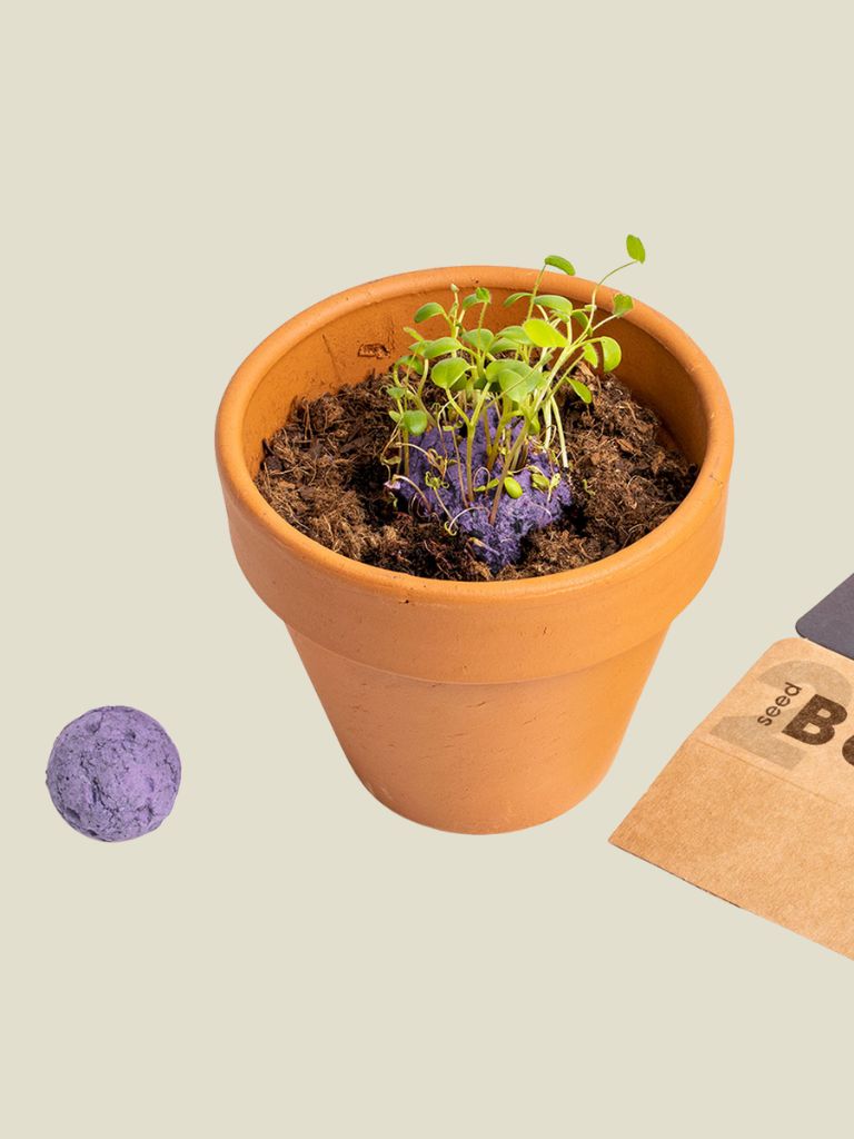 Biodiversity Bombs Wild Purple Flowers