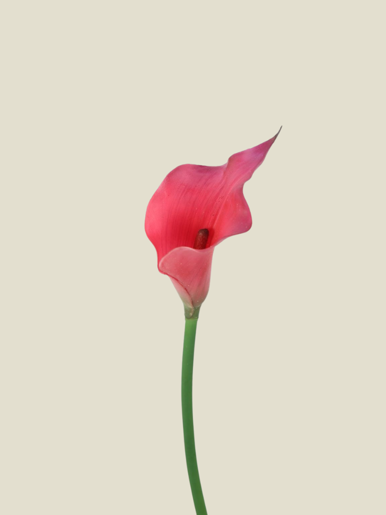 Calla Lilly 65cm