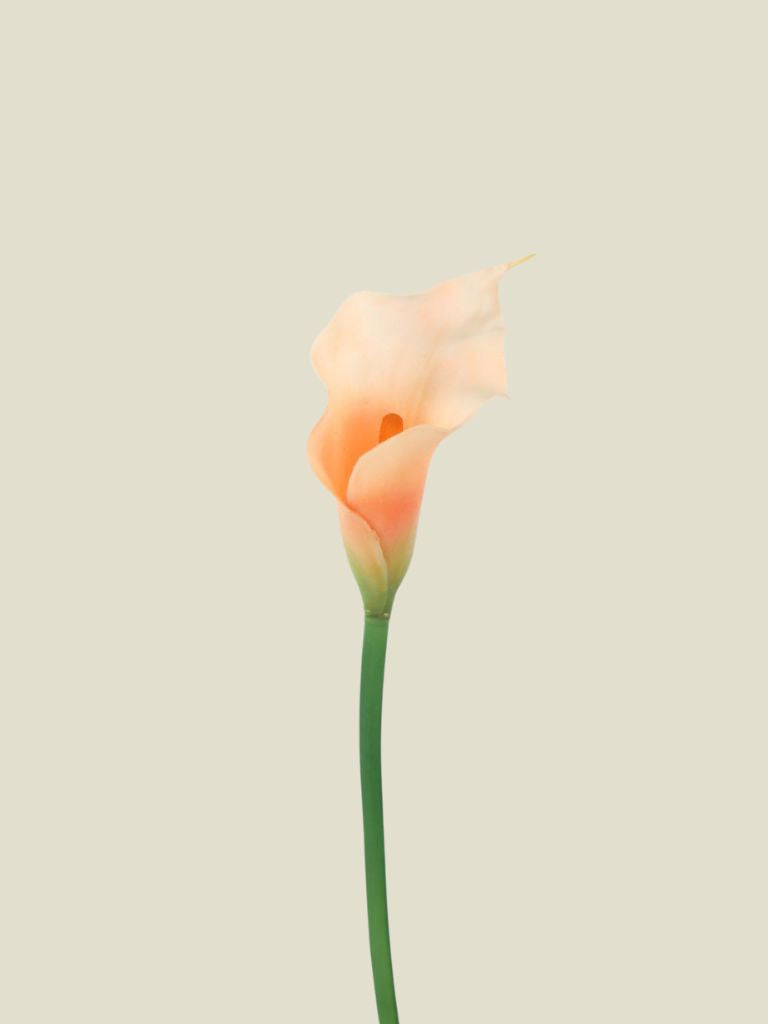 Calla Lily 65cm