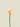 Calla Lily 65cm