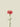 Carnation Fuchsia 53cm