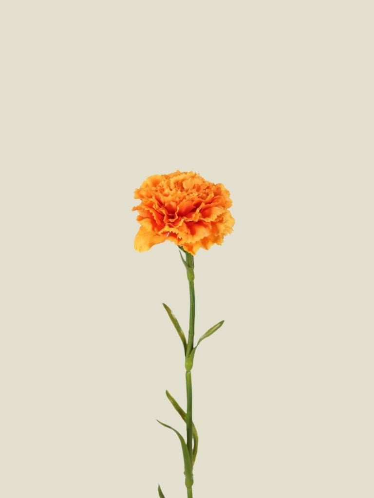 Carnation Orange 53 cm