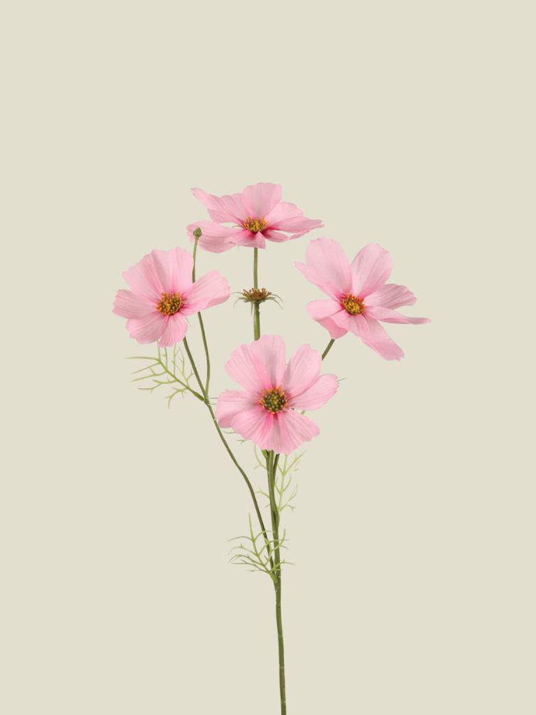 Cosmos Spray Pink 67cm