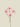 Cosmos Spray Pink 67cm