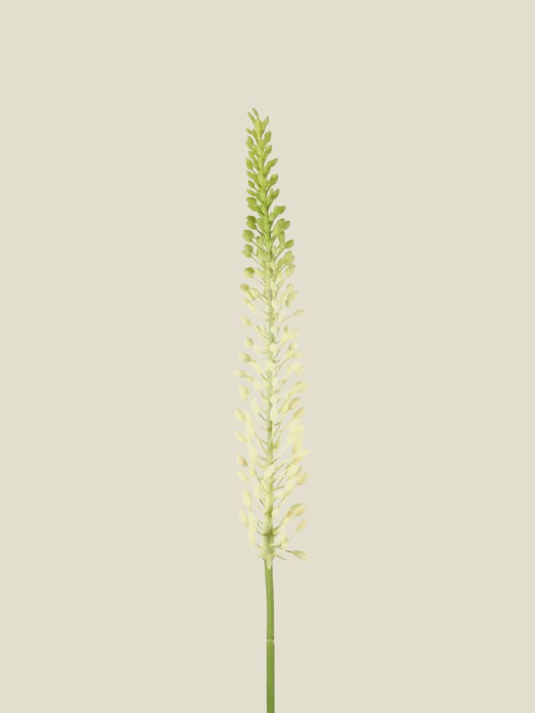 Eremurus Stem Cream 75 cm