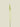Eremurus Stem Cream 75 cm