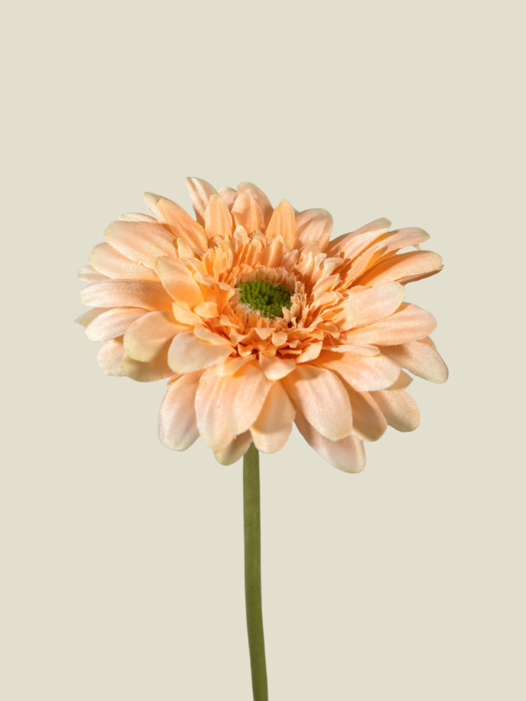 Gerbera Stem 55cm