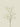 Gypsophilia Spray White 64cm