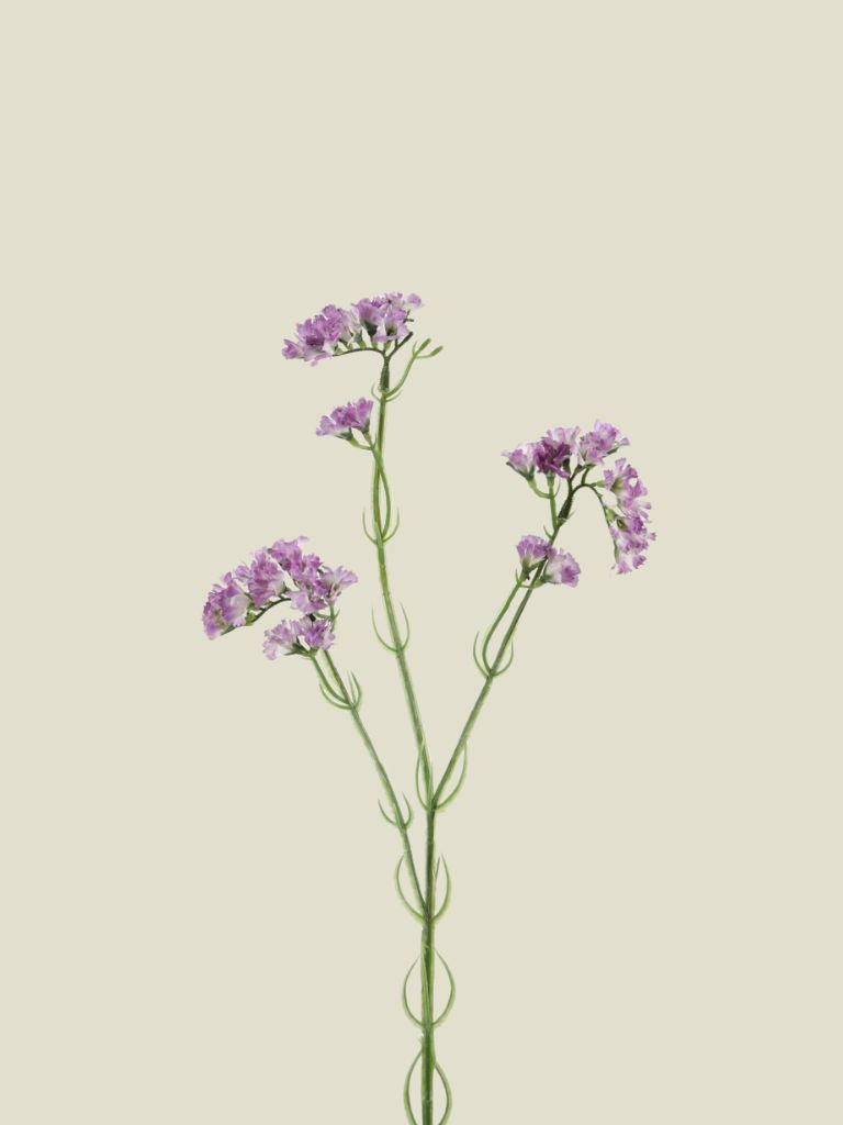 Limonium Spray 63cm