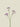 Limonium Spray 63cm