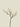 Magnolia Deadwood Spray 77 cm