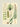 Poster Ferns