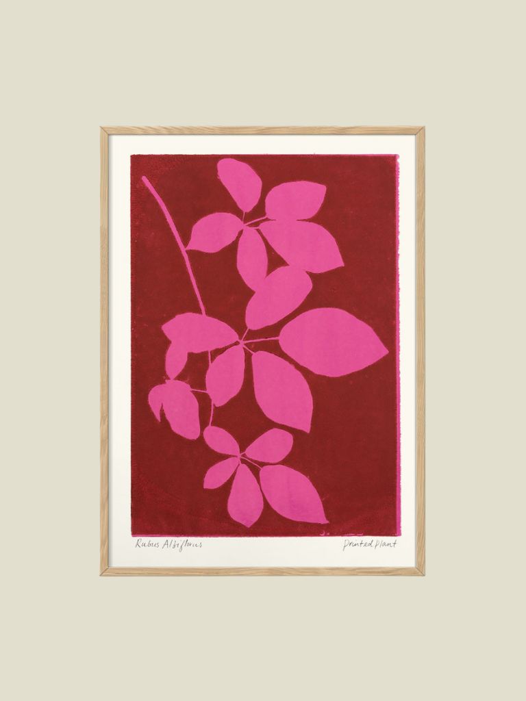 Poster Printed Plant Albiflorus