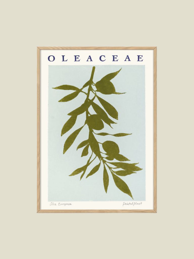 Poster Printed Plant Oleaceae