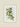 Poster Printed Plant Oleaceae