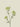 Queen Anne's Lace Spray 72cm