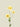 Ranunculus Butterfly Yellow 61 cm