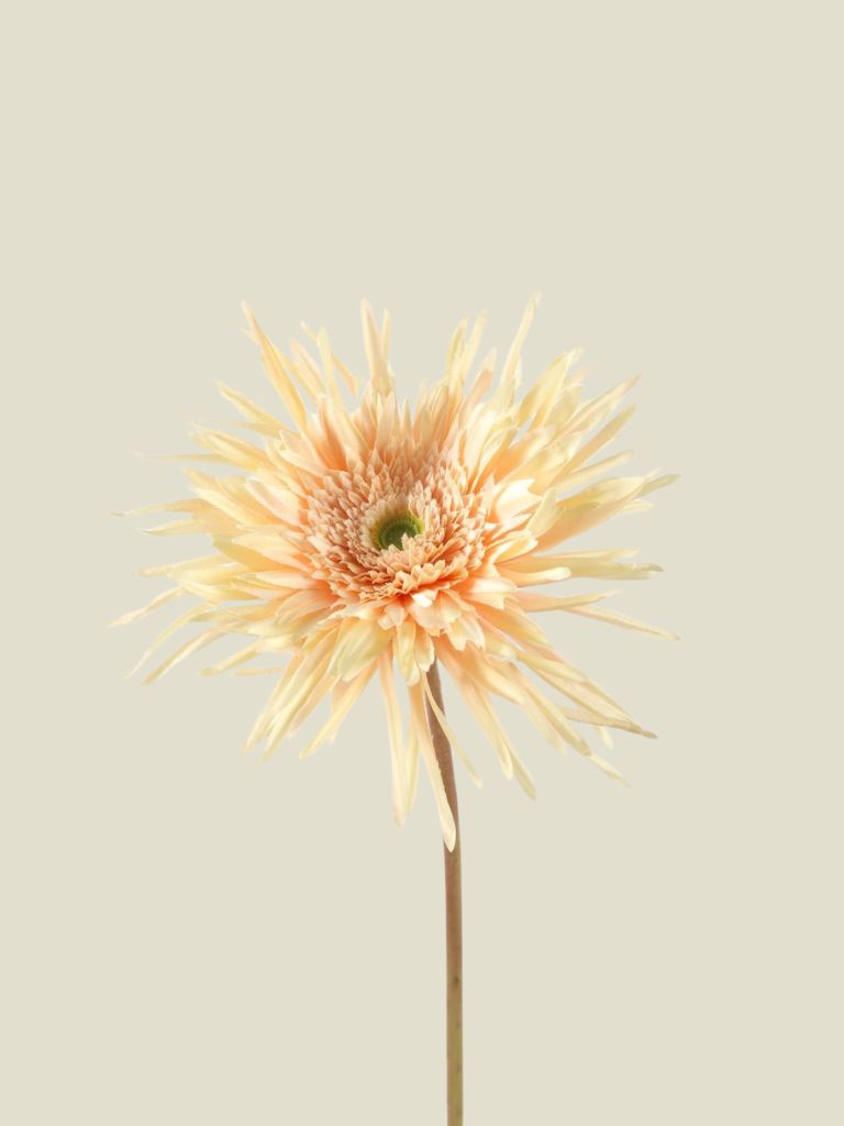 Spider Gerbera Stem Peach 70 cm
