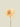 Spider Gerbera Stem Peach 70 cm