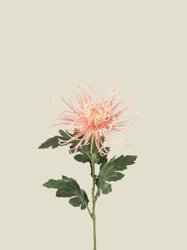 Spider Mum Stem 75cm