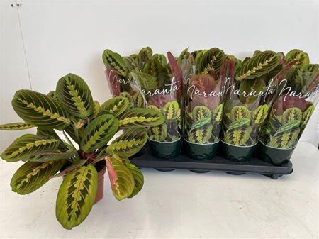 Plant Maranta Fascinator P12