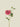 Zinnia Spray Fuchsia 71cm