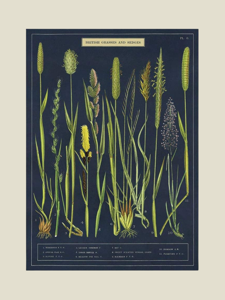 Poster British Grasses And Sedges
