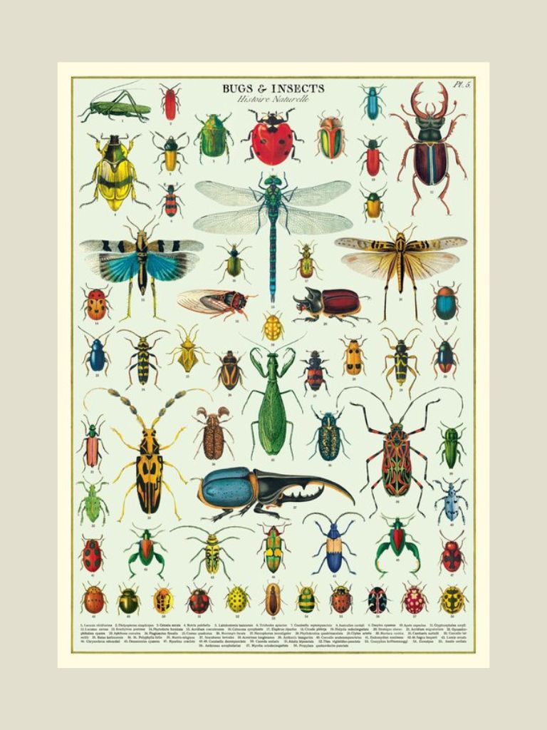 Poster Bugs and Insects