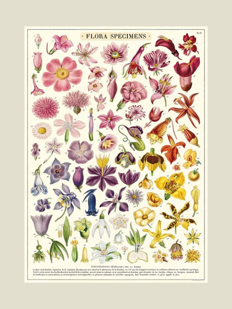 Poster Flora Specimens