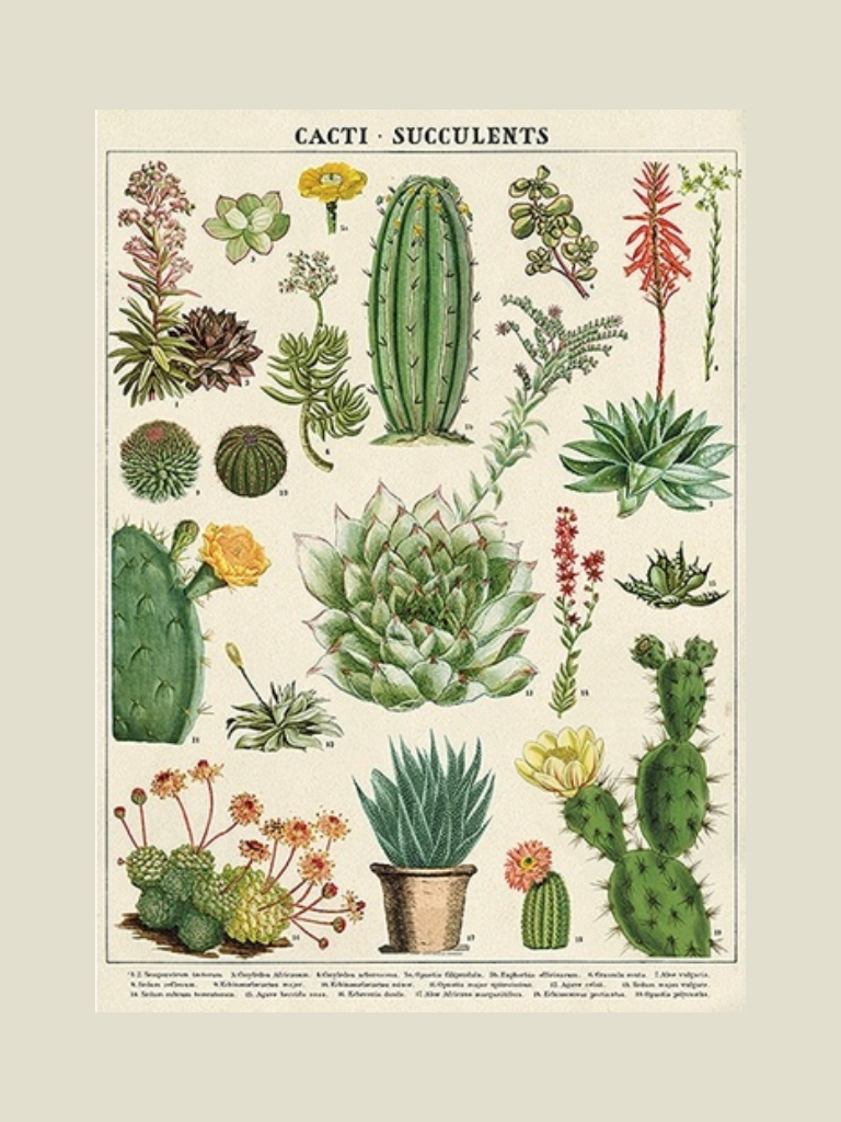 Poster Cacti Succulents