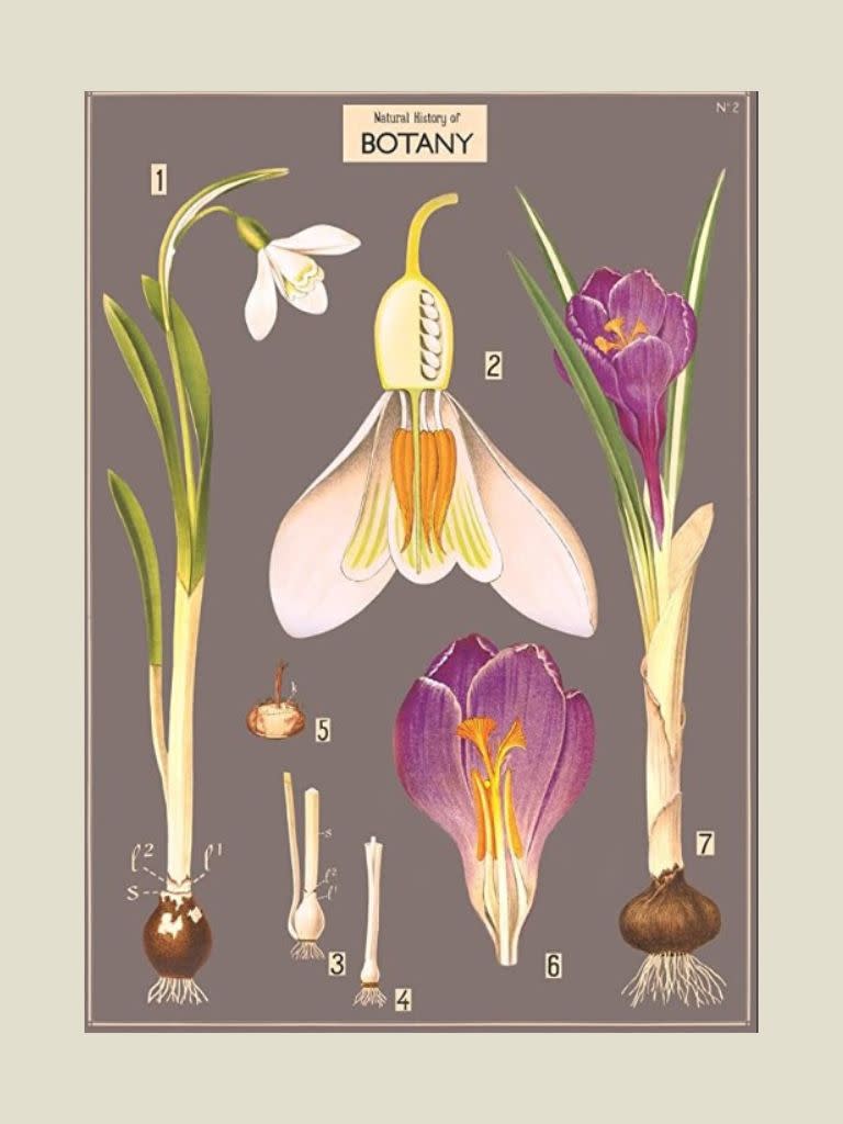 Poster Botany Flowers