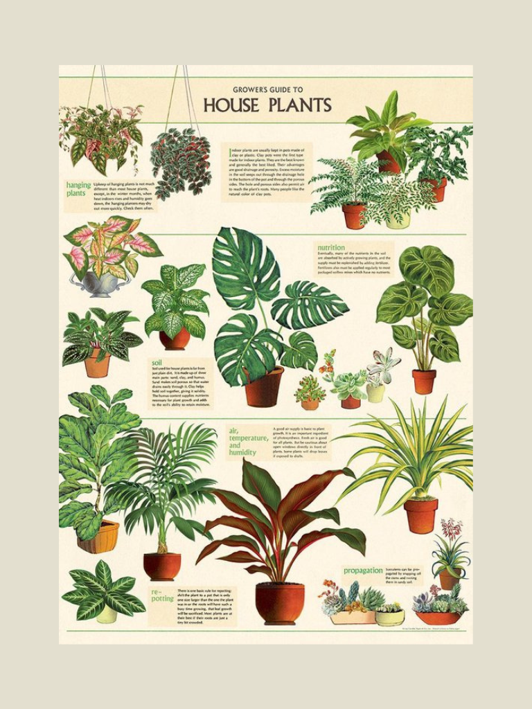 Poster House Plants